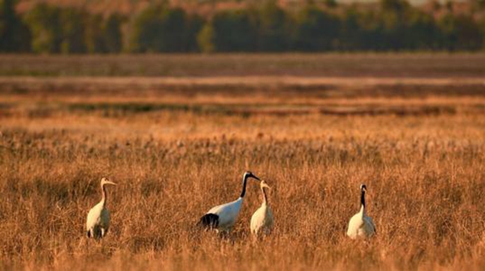 双辽白鹤省级自然保护区 双辽白鹤省级自然保护区