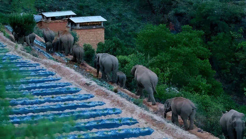 科技保护野生动物，远程无线传输在行动